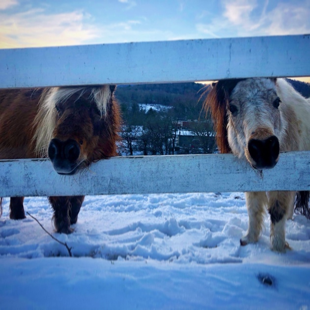 Two horses behind a fence Two horses behind a fence